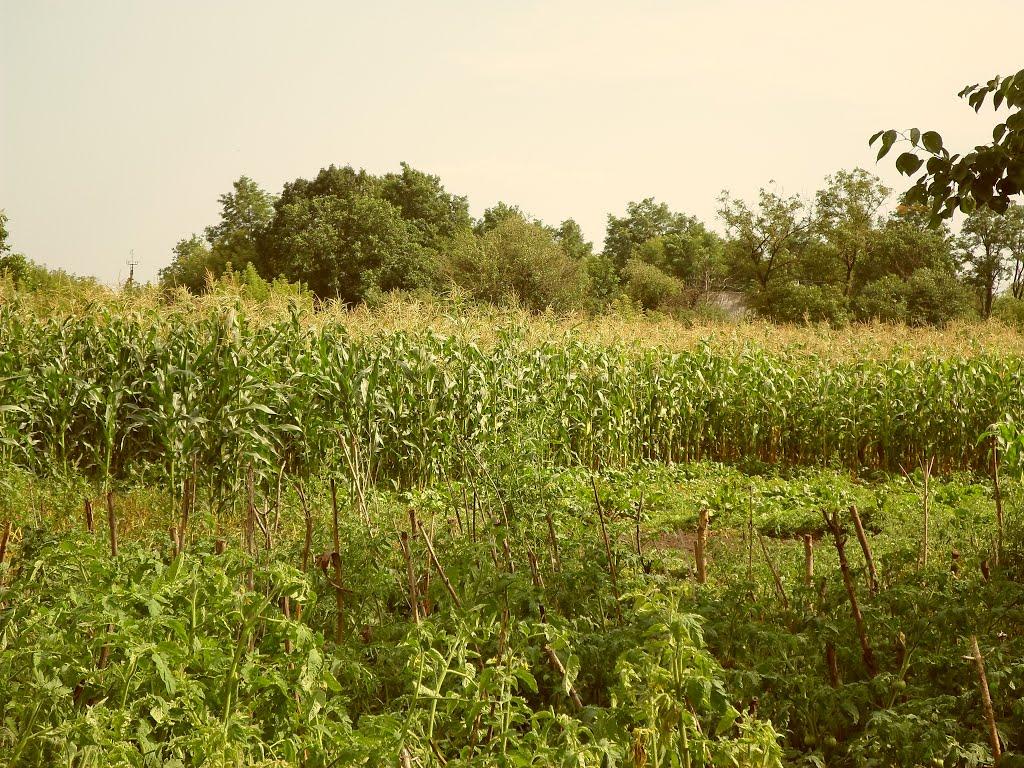 Луканівка з panoramio.com - Лукановка
