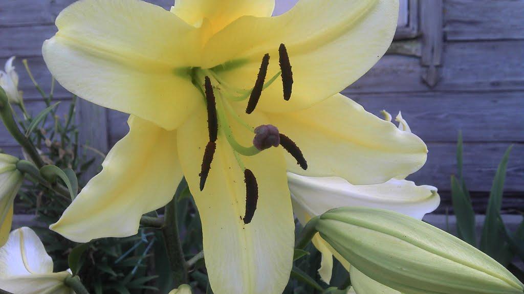 Кримок з panoramio.com - Кримок