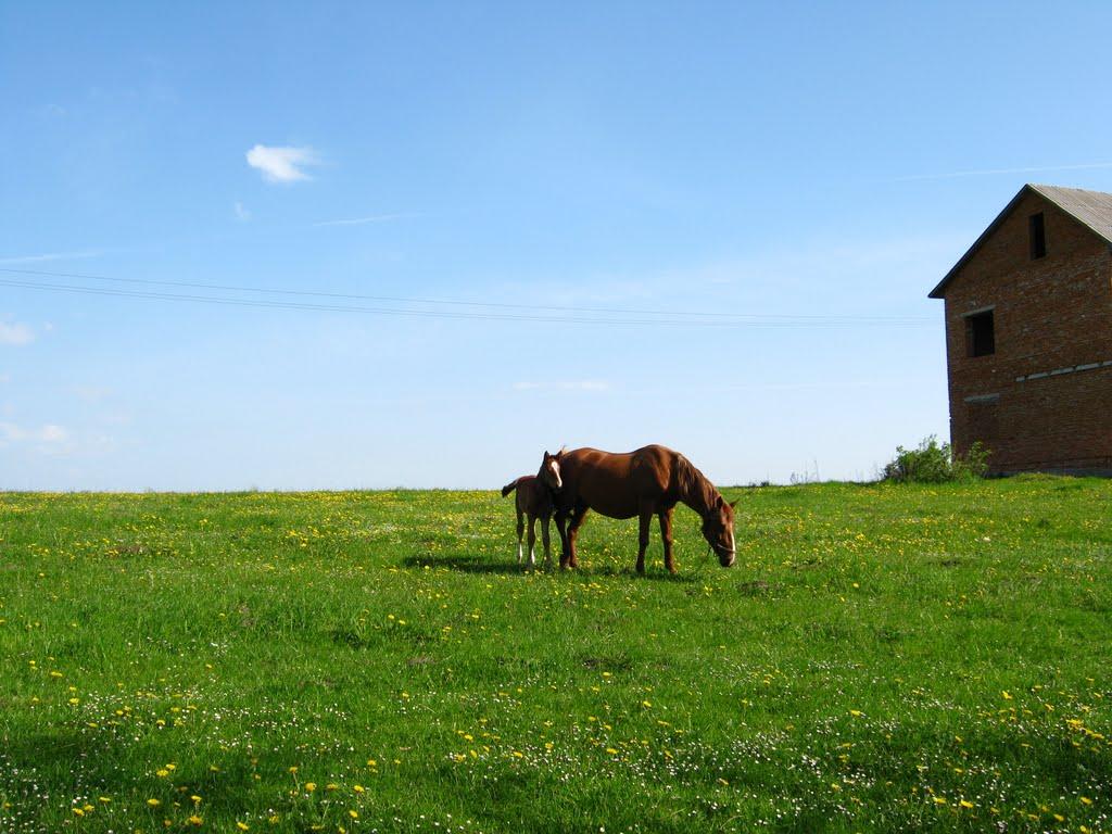 Бурштин з panoramio.com - Burshtyn