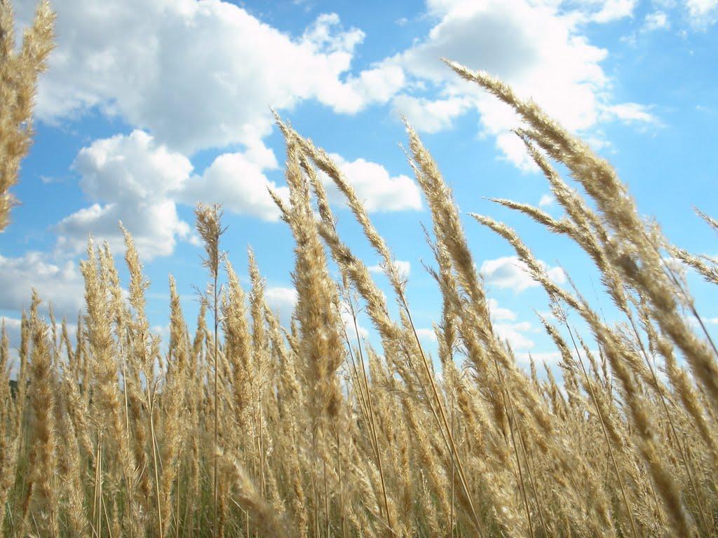 Муравище з panoramio.com - Муравище