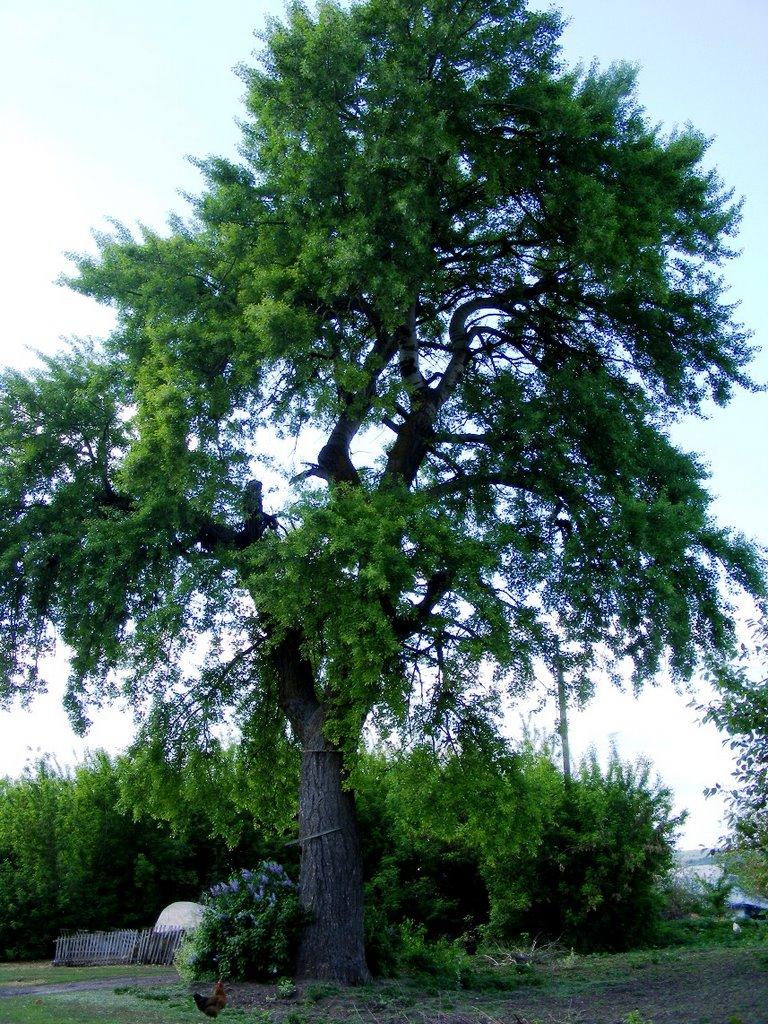 Вороне з panoramio.com - Вороное