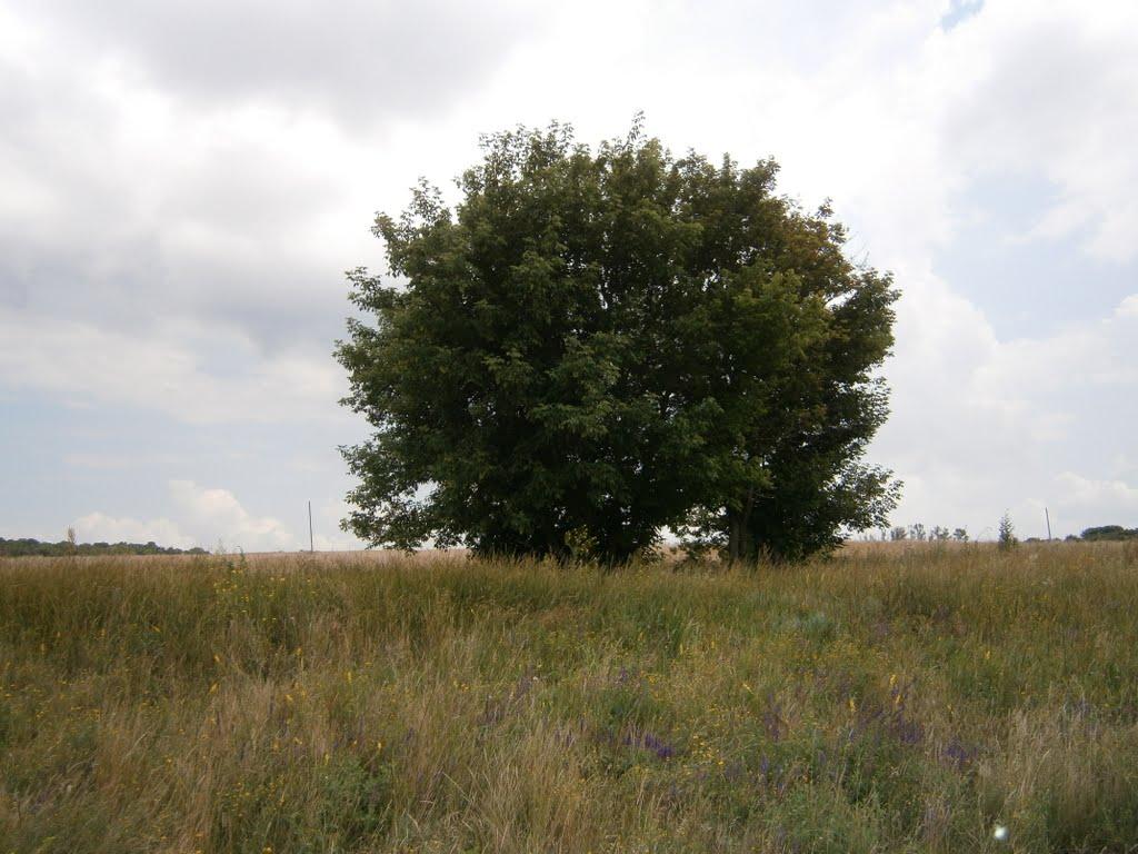 Булацелівка з panoramio.com - Булацелівка