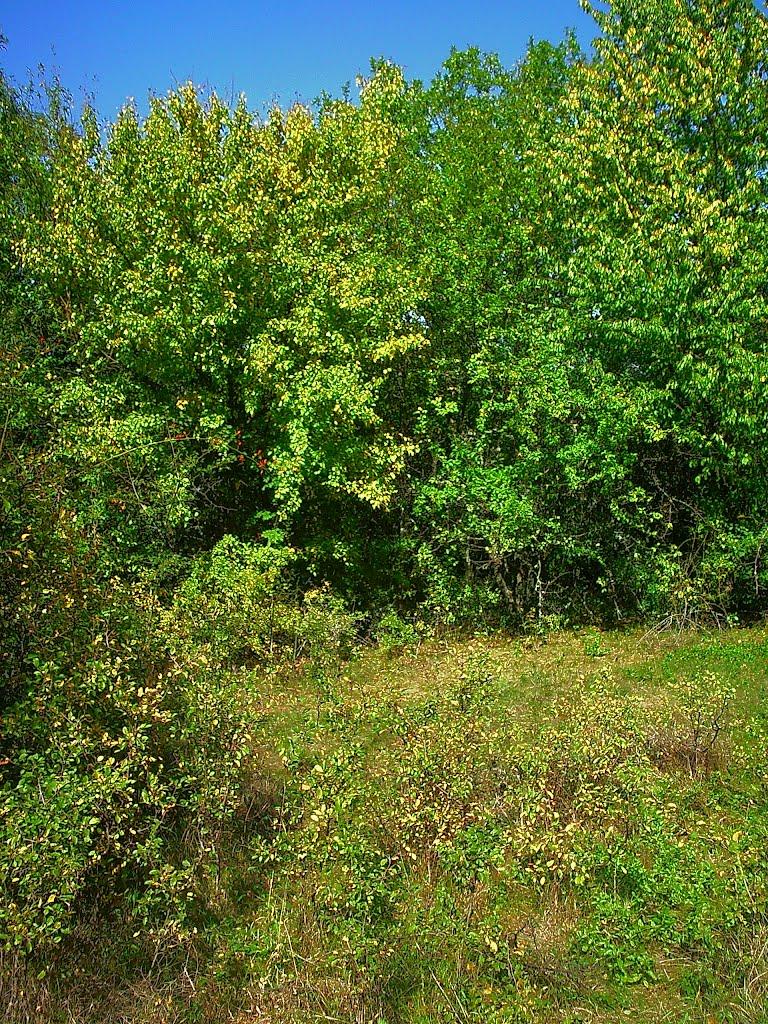 Плотинне з panoramio.com - Плотинное