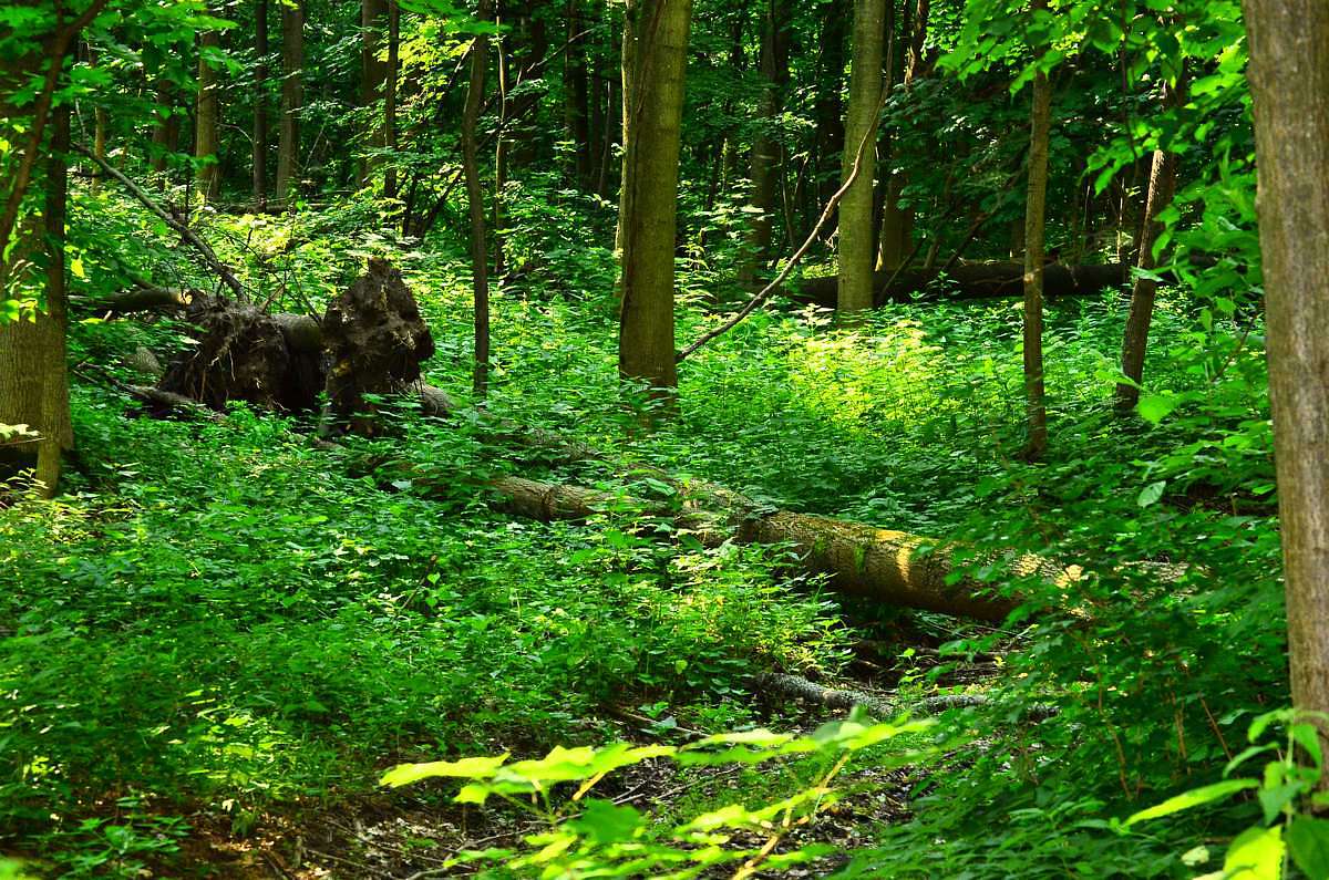 Зелене - Зелене