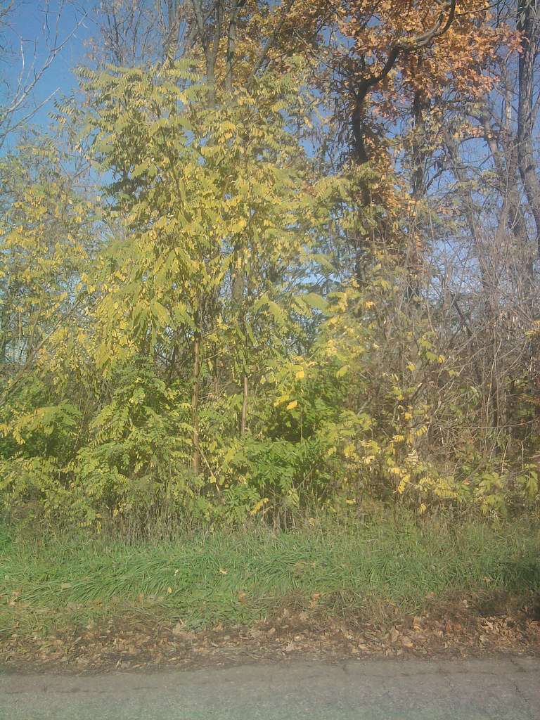 Берека з panoramio.com - Берека