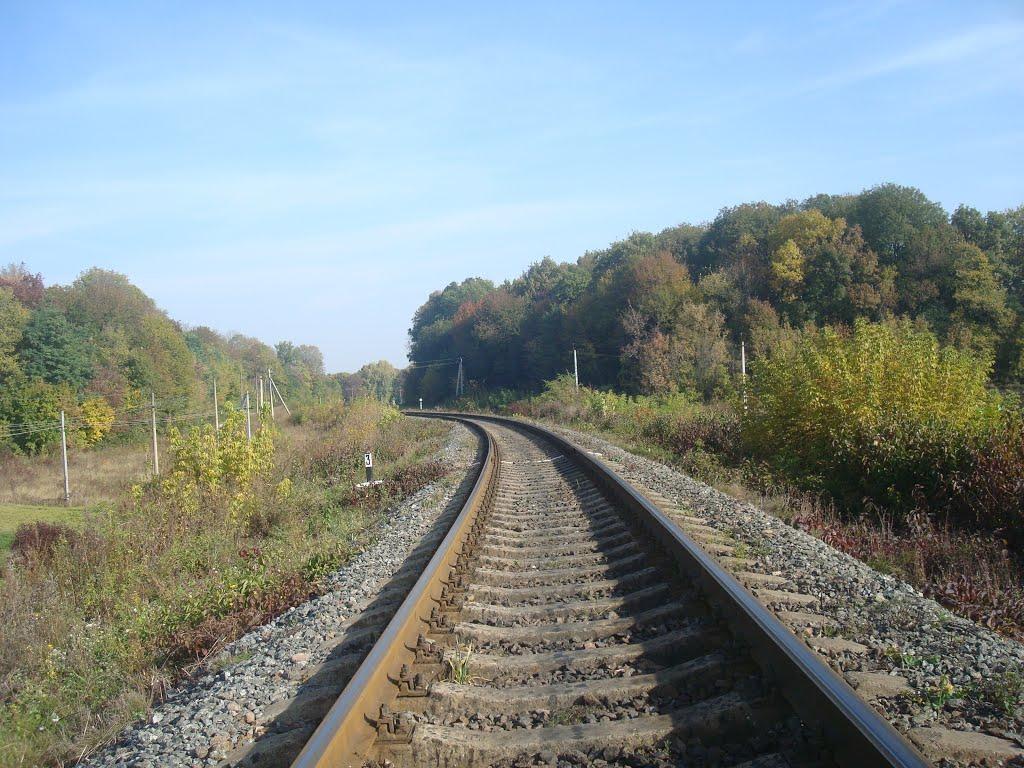 Лісоводи з panoramio.com - Лісоводи