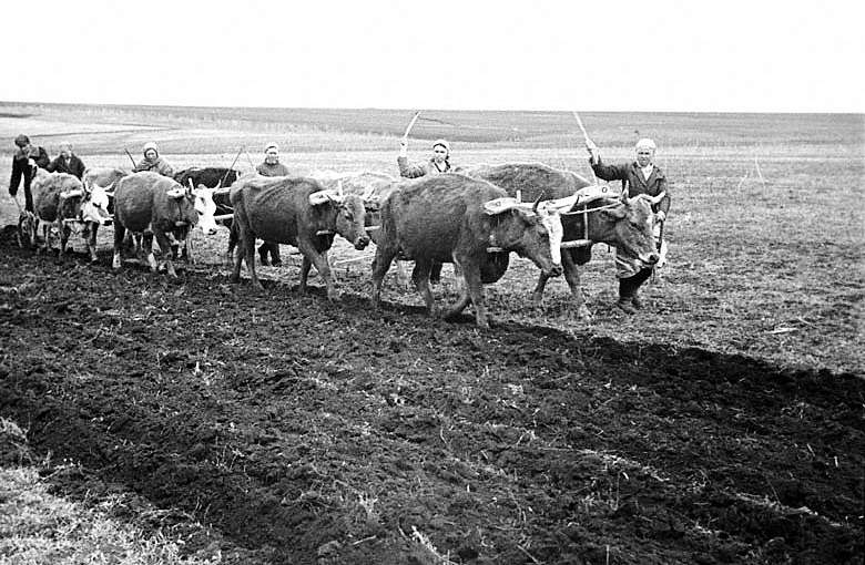 Исторические фото СЕЛА - Великі Кринки