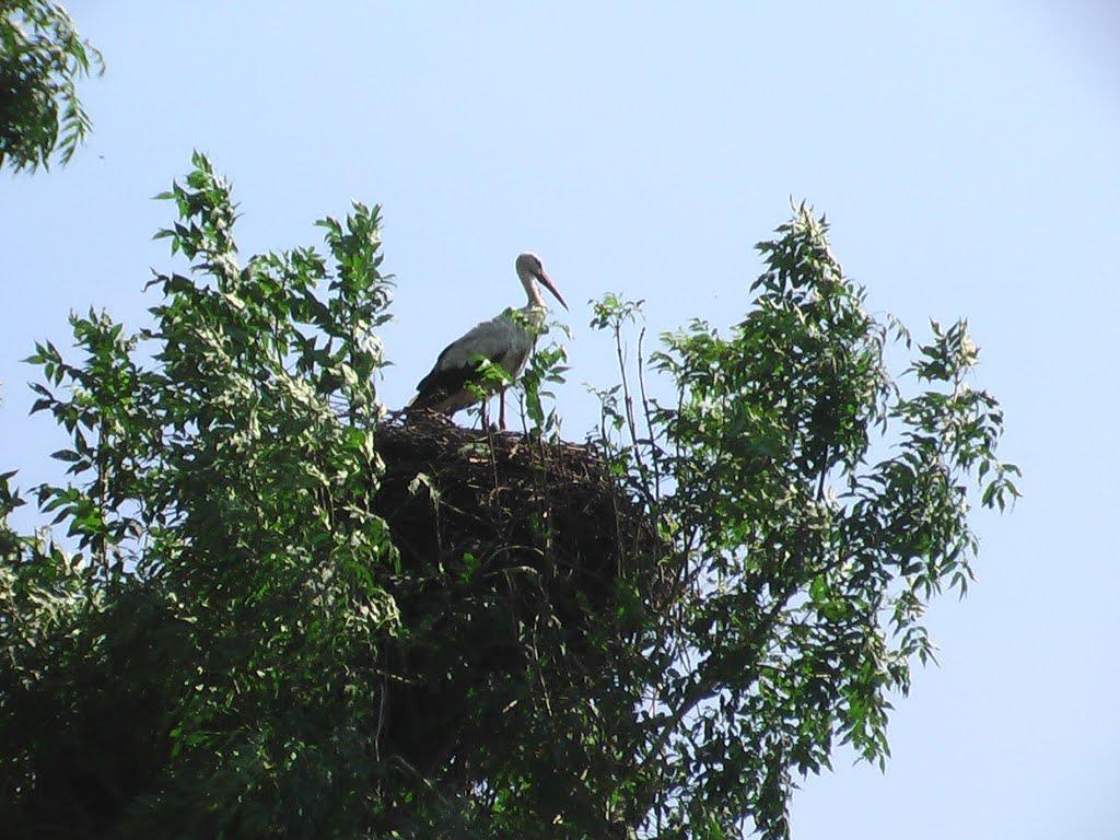 Дроховичі з panoramio.com - Drokhovychi