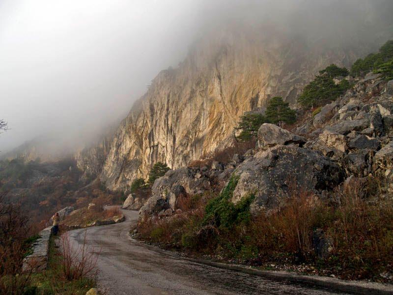 Олива з panoramio.com - Олива