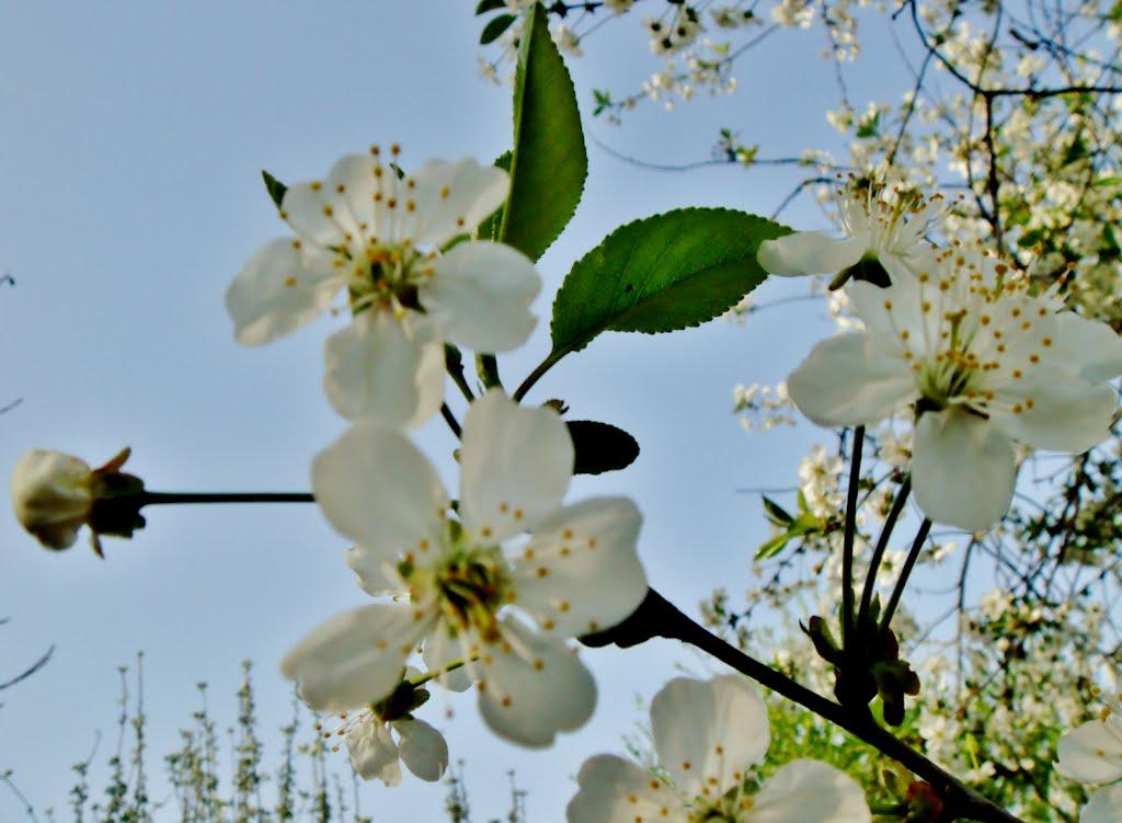 Козацьке з panoramio.com - Казацкое