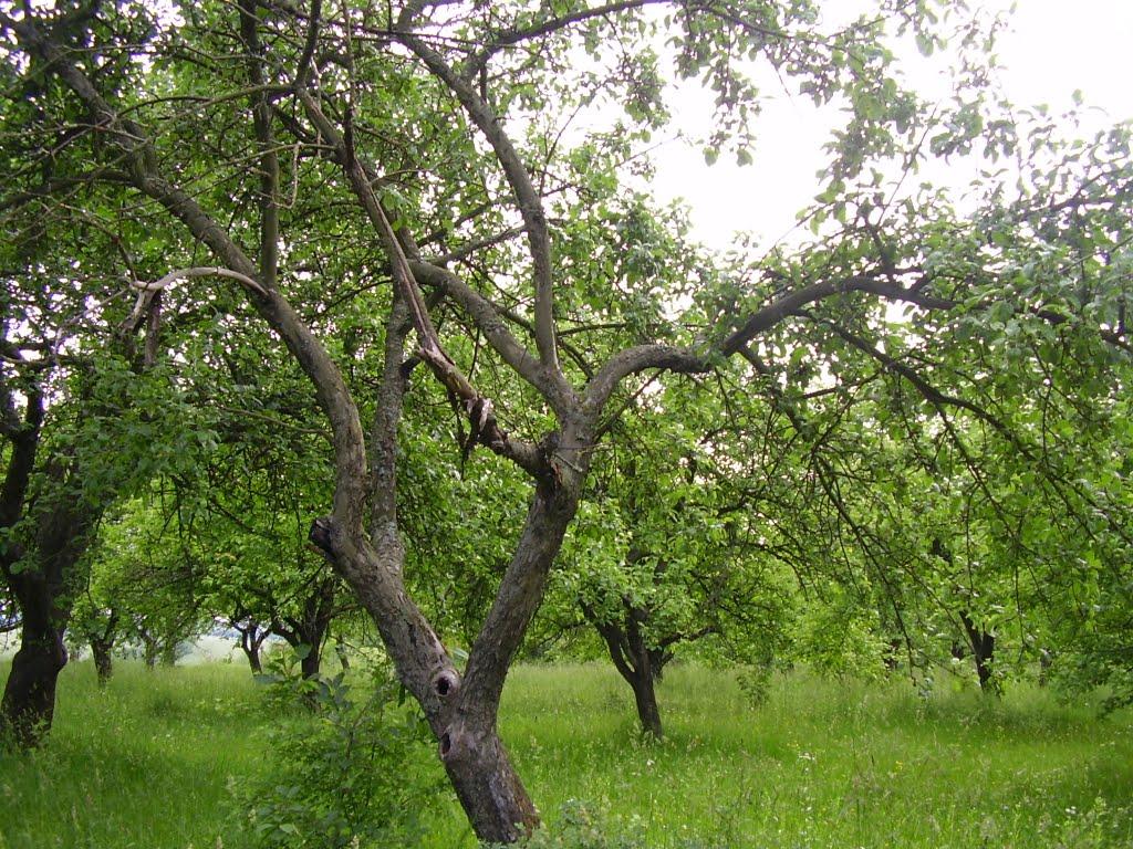 Коржівці з panoramio.com - Коржівці