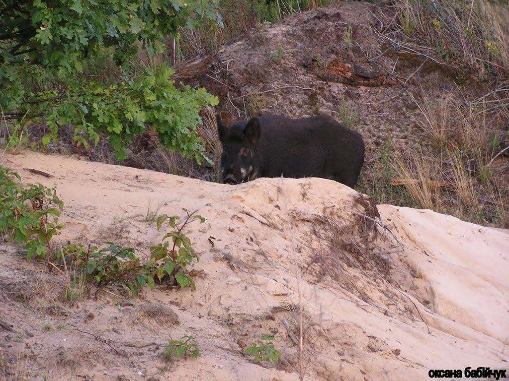 Підріччя з panoramio.com - Підріччя