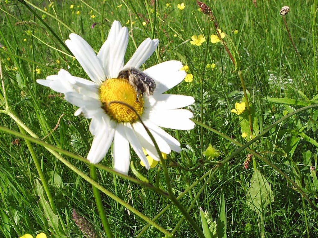 Кримок з panoramio.com - Кримок