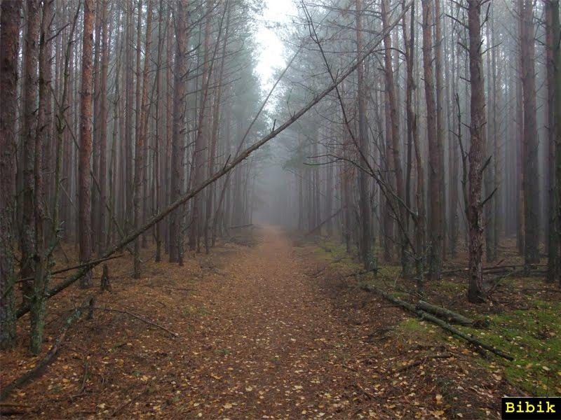 Карпилівка з panoramio.com - Карпиловка