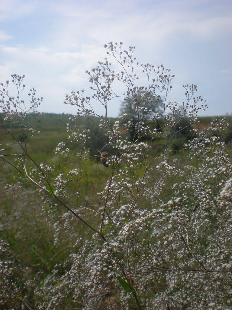 Попасне з panoramio.com - Попасне