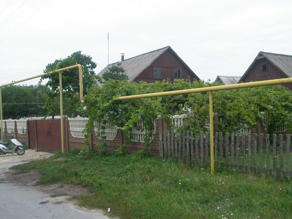 Гулянка з panoramio.com - Гулянка