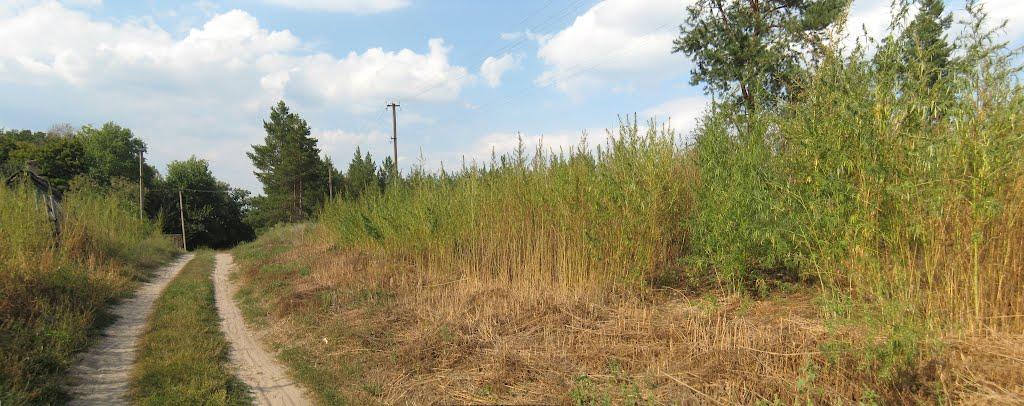 Піщане з panoramio.com - Піщане