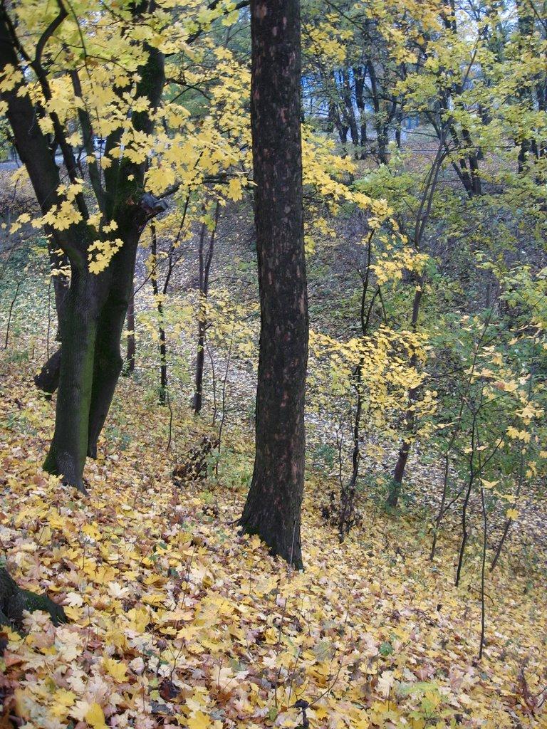 Острог з panoramio.com - Острог
