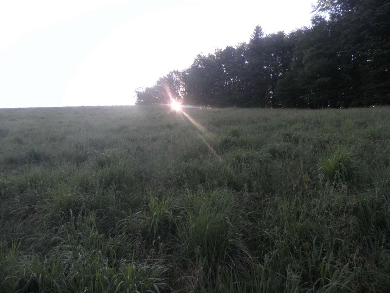 Зубриця - Зубриця