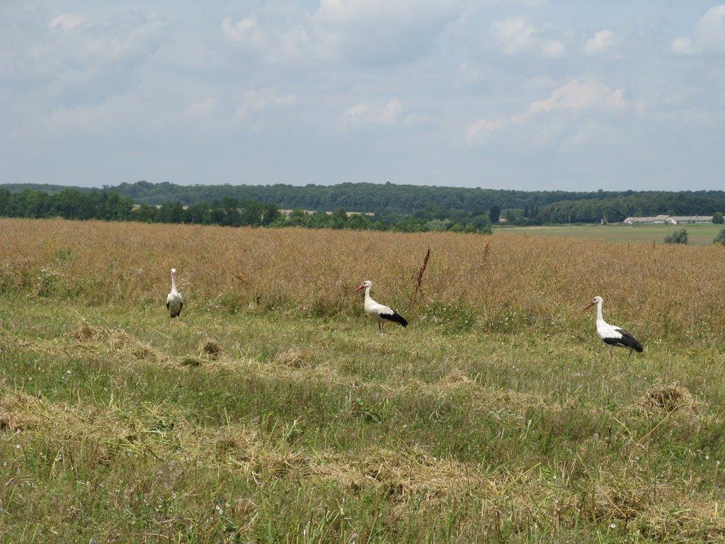 Слобода-Гулівська з panoramio.com - Слобода-Гулівська