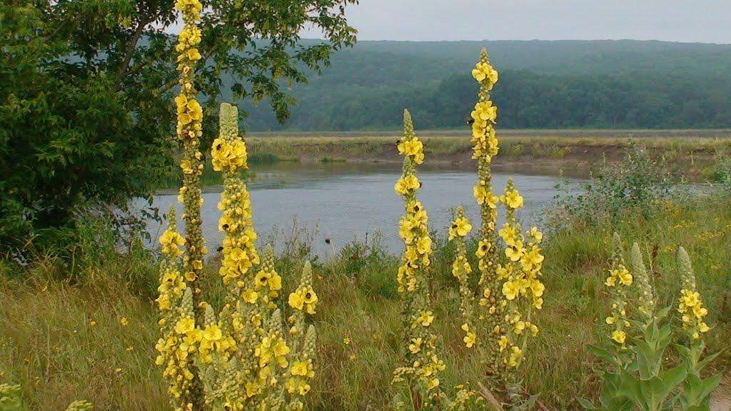 Студенок з panoramio.com - Студенок