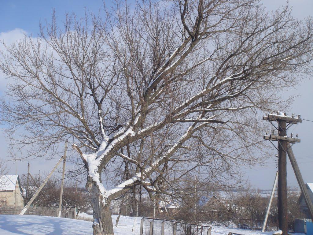 Берека з panoramio.com - Bereka