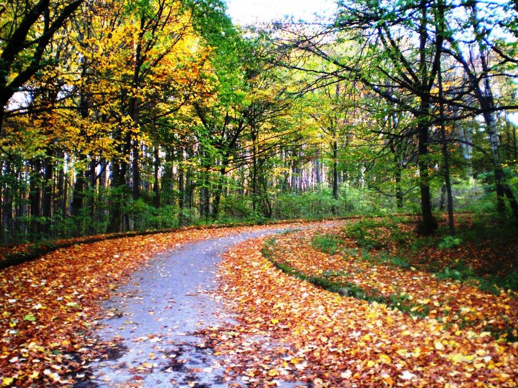 Рава-Руська з panoramio.com - Рава-Русская