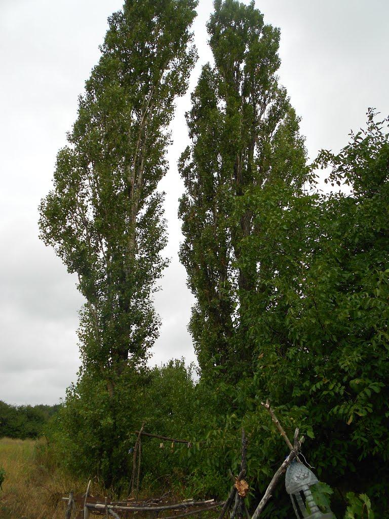 Вергуни з panoramio.com - Вергуни