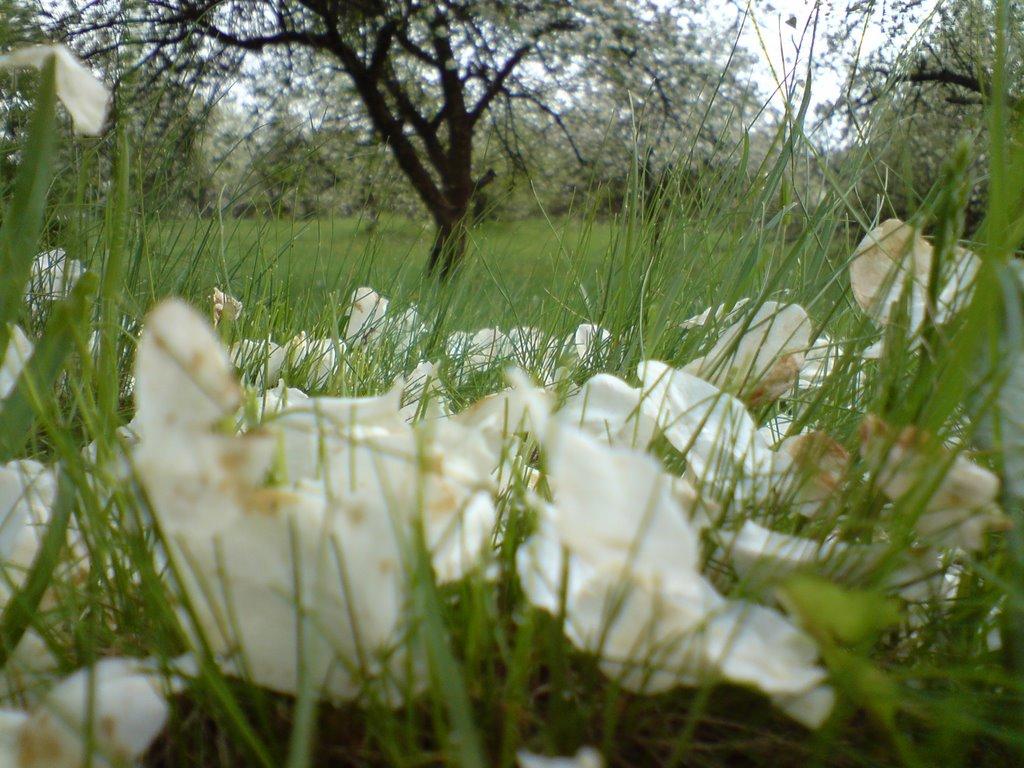 Берізки-Чечельницькі з panoramio.com - Берізки-Чечельницькі
