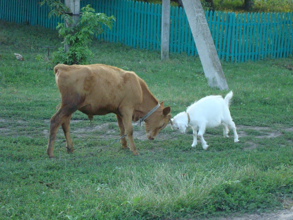 Адамівка з panoramio.com - Адамівка
