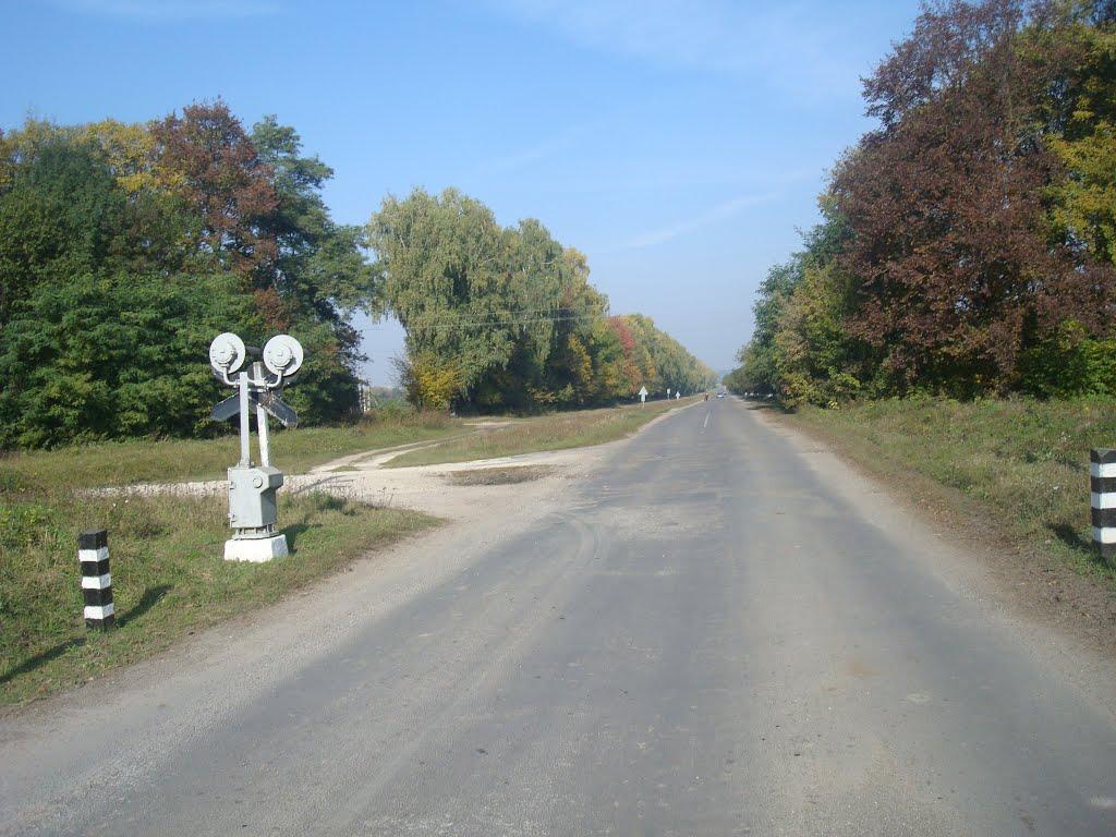 Лісоводи з panoramio.com - Лісоводи