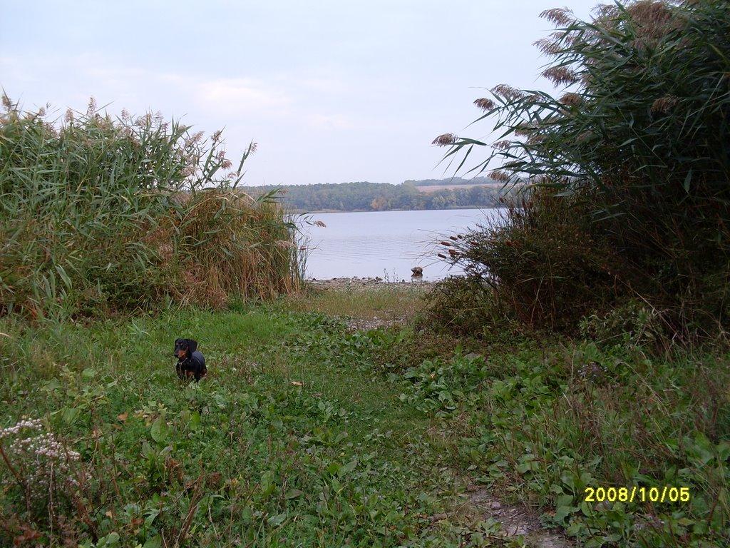 Первомаївка з panoramio.com - Первомаївка