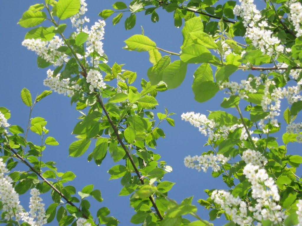 Вигівка з panoramio.com - Вигівка