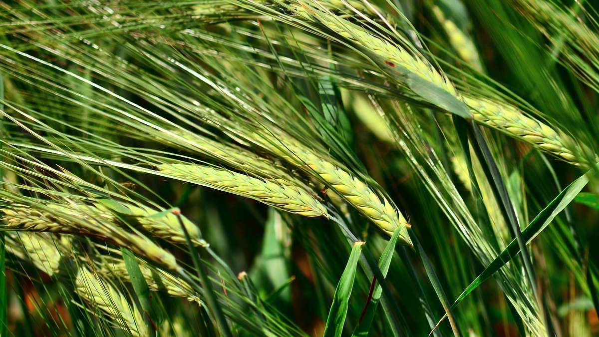 Зелене - Зелене