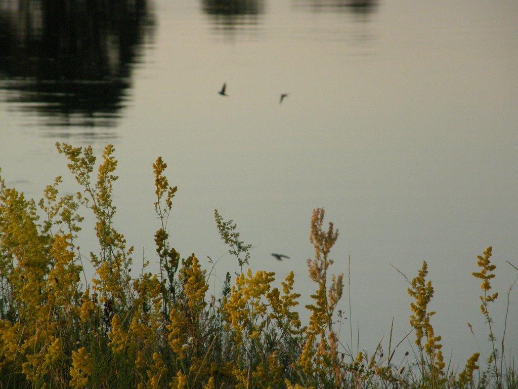 Гапішківка з panoramio.com - Гапішківка