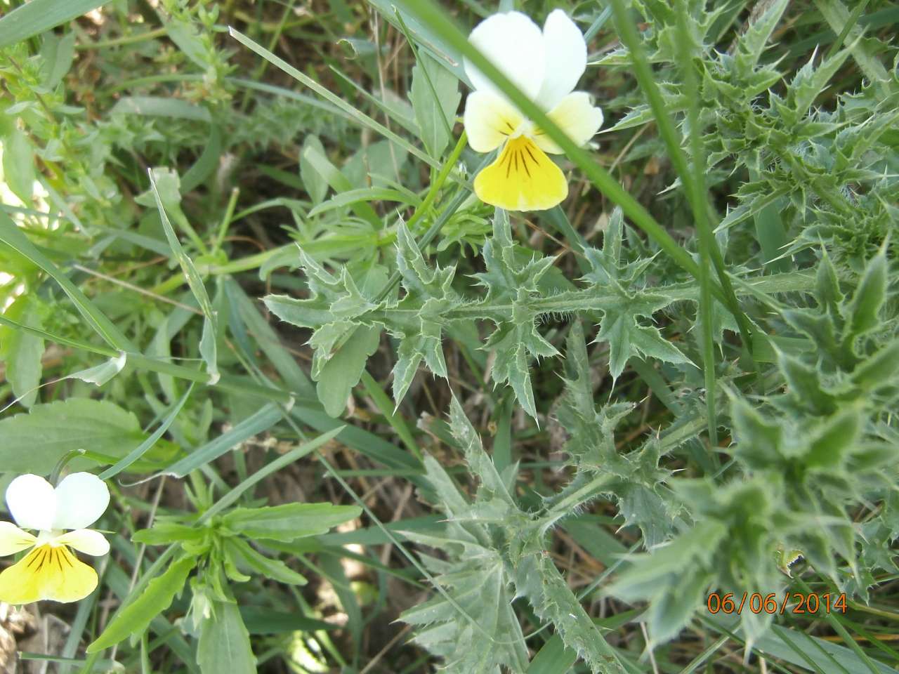 МОЄ ВАТУТІНЕ - Ватутино