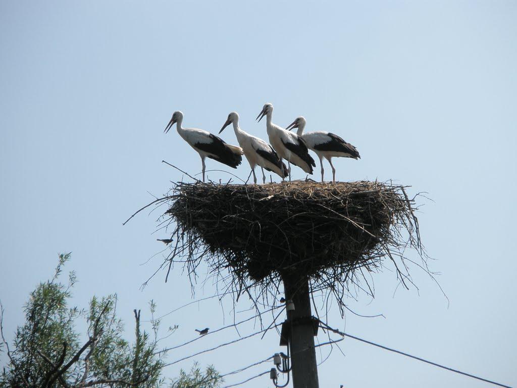 Підгір'я з panoramio.com - Подгорье