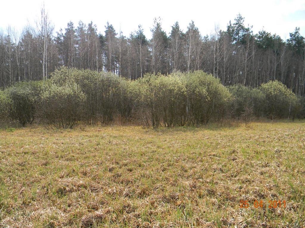 Лебедин з panoramio.com - Лебедин