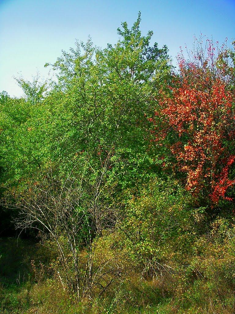 Плотинне з panoramio.com - Плотинное