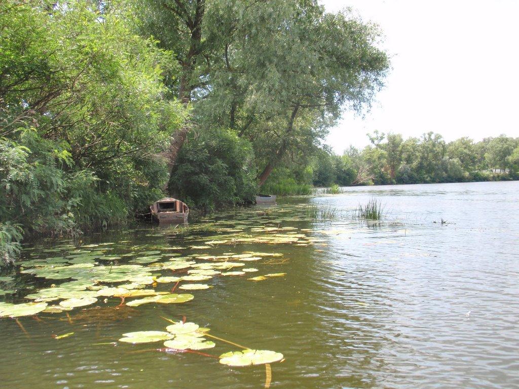 Кияшки з panoramio.com - Кияшки