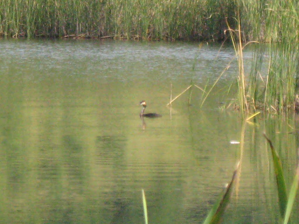 Шаланки з panoramio.com - Шаланки