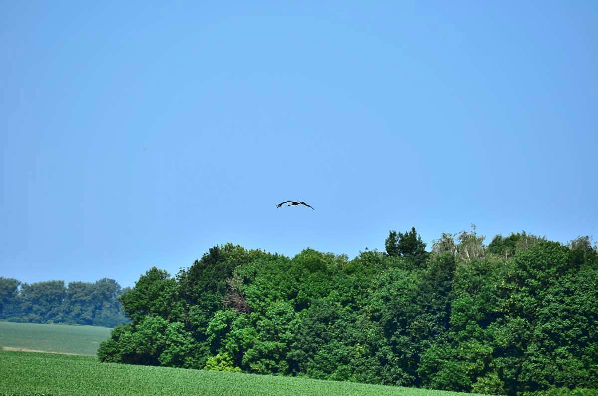 Зелене - Зеленое