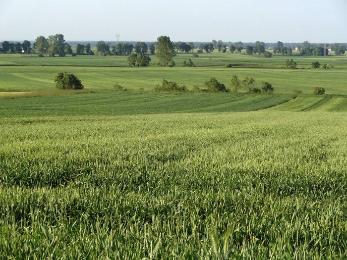 Стаївка з panoramio.com - Стаївка