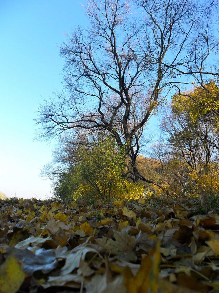 Карло-Марксове з panoramio.com - Karlo-Marksove