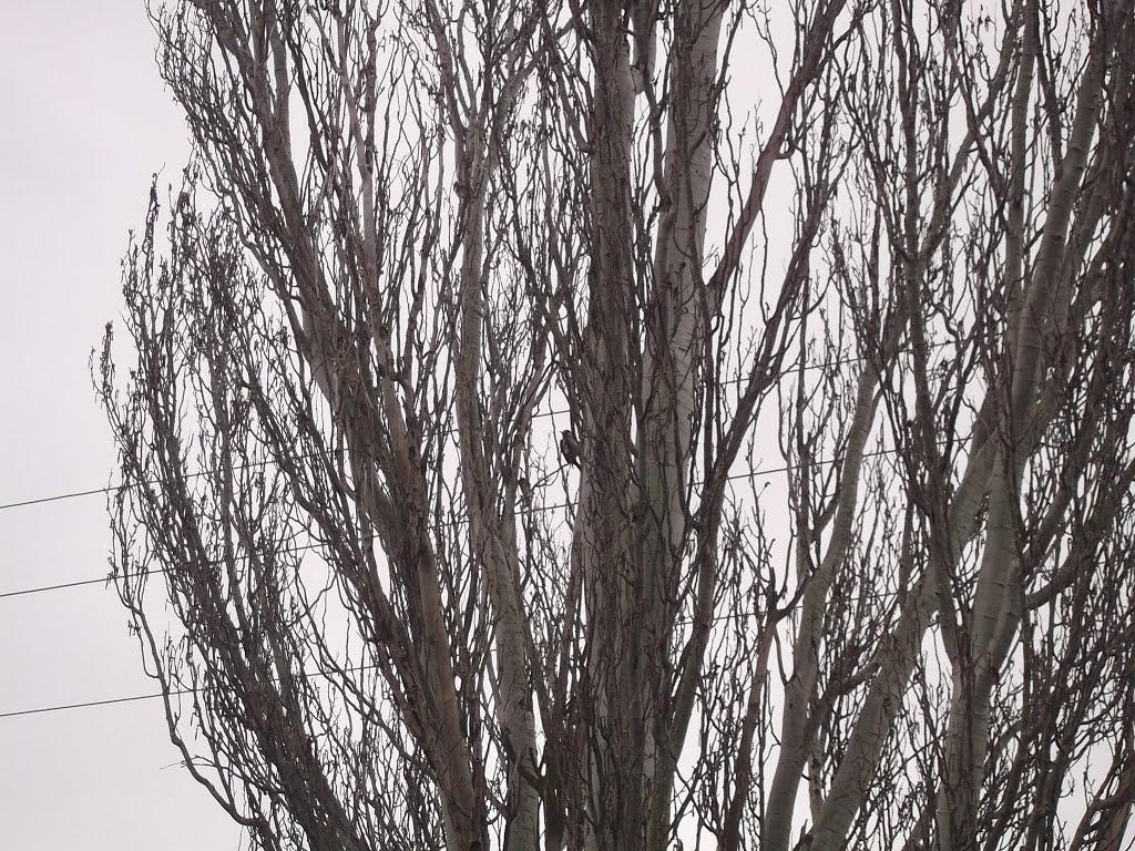 Якимівка з panoramio.com - Якимівка