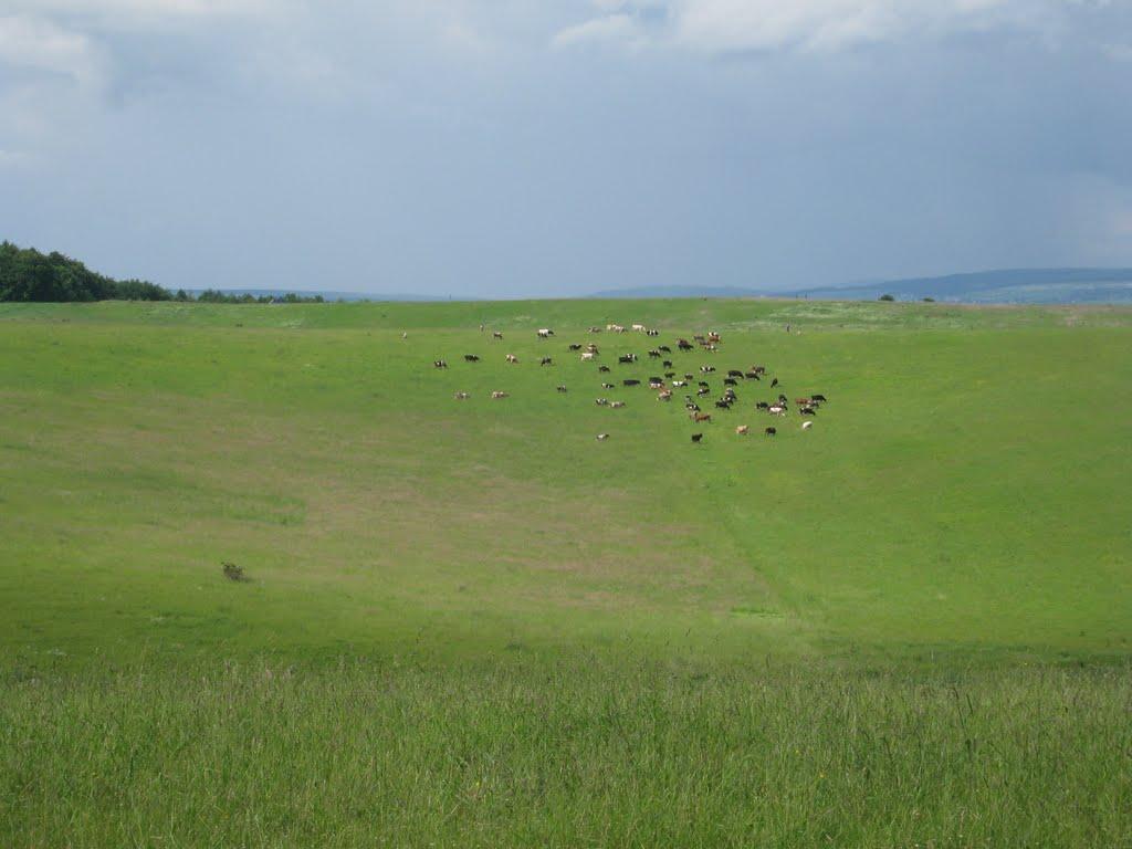 Вигівка з panoramio.com - Вигівка