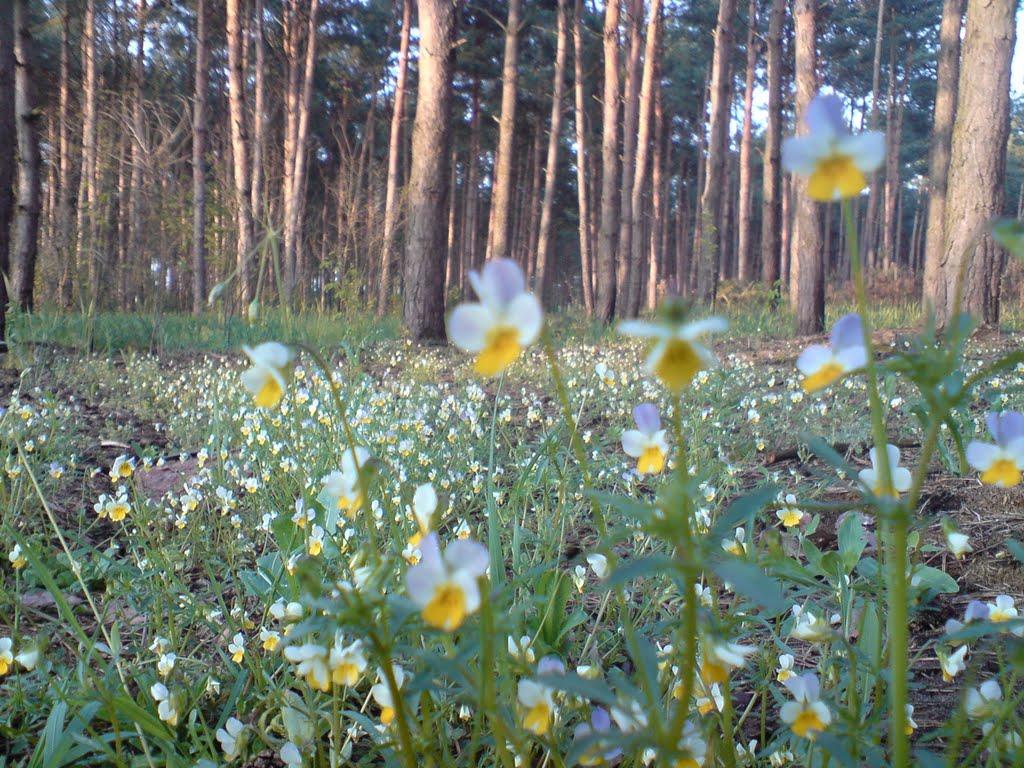 Берізки-Чечельницькі з panoramio.com - Берізки-Чечельницькі