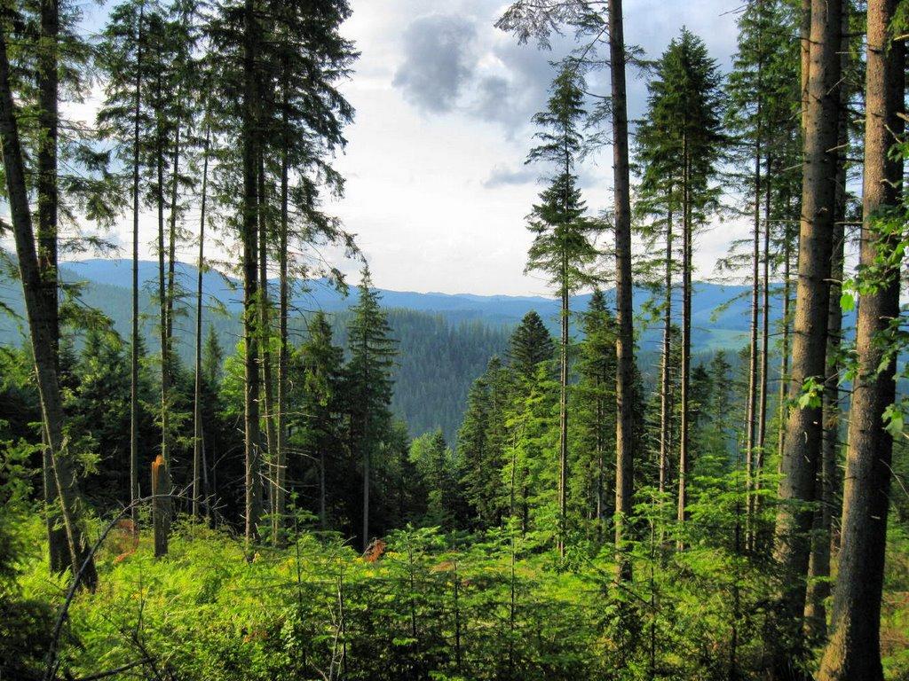 Долішній Шепіт з panoramio.com - Долишний Шепот