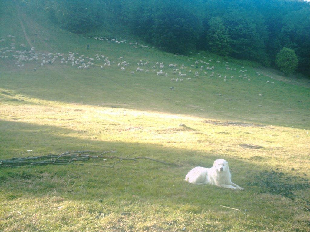 Яблунівка з panoramio.com - Яблоновка