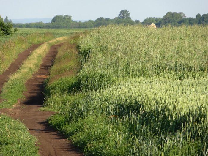 Стаївка з panoramio.com - Стаївка